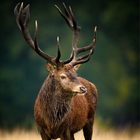 Cerf sauvage des Hautes-Pyrénées